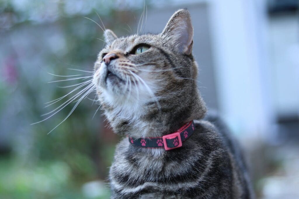 a gray cat with a pink collar looking up