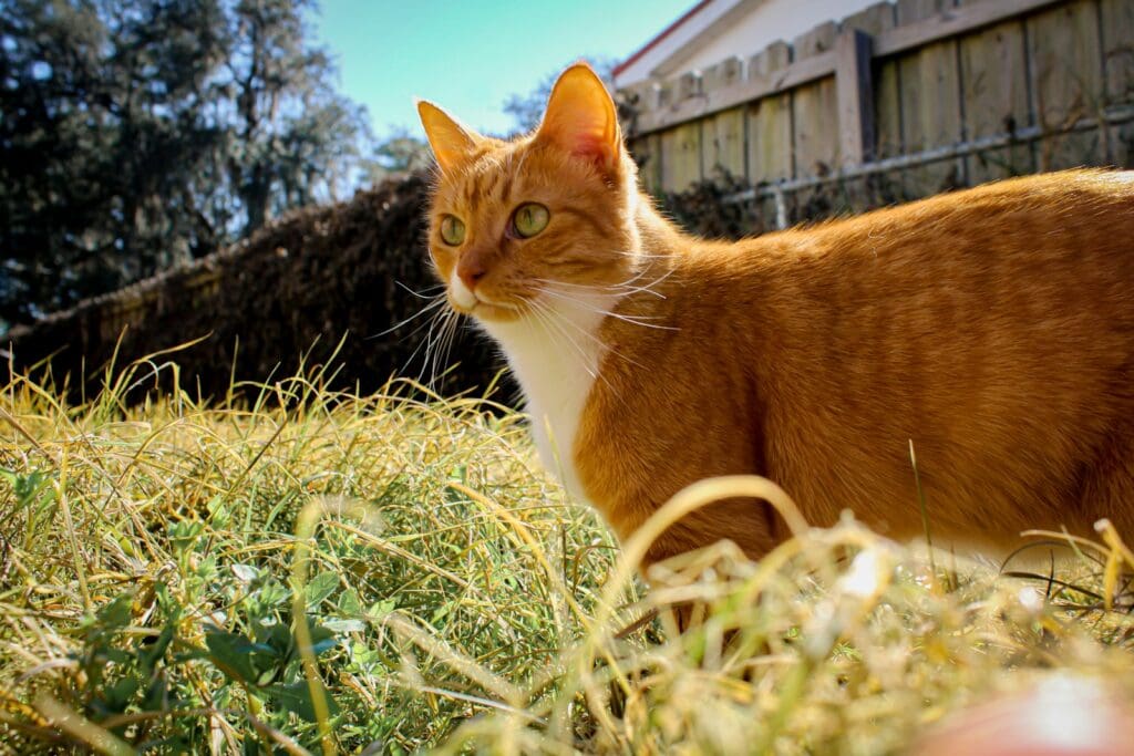 an orange and white cat standing on top of a grass covered field