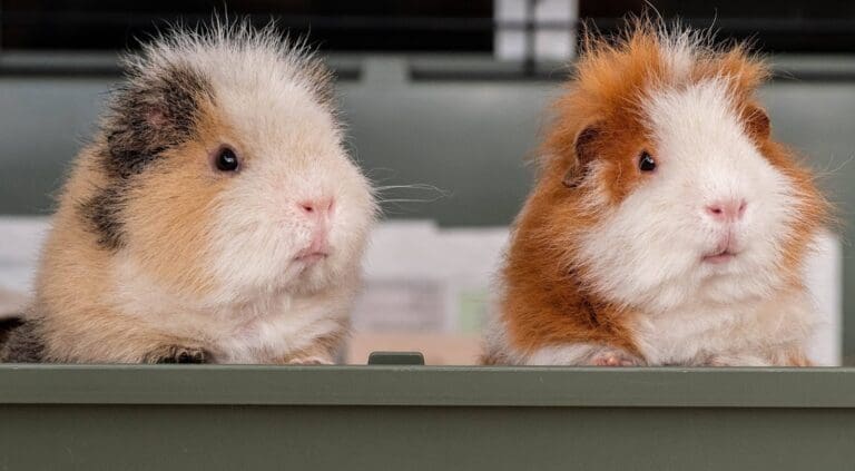 two guinea pigs in a cage