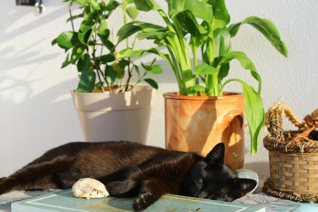 black cat lying on brown wooden table next to plants