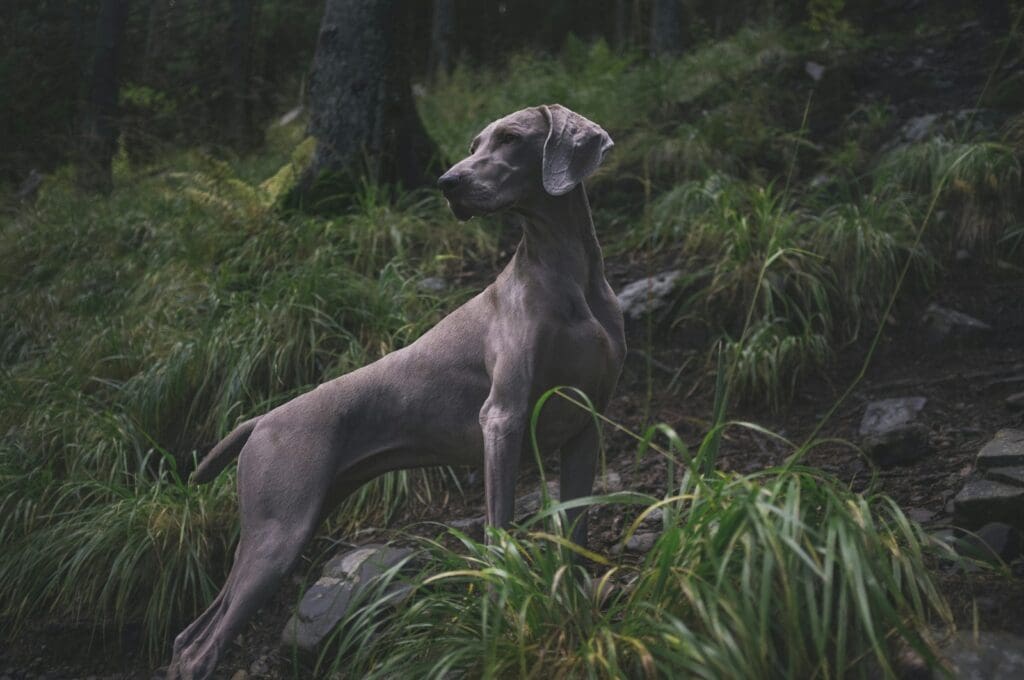 adult Great Dane in a forest during daytime