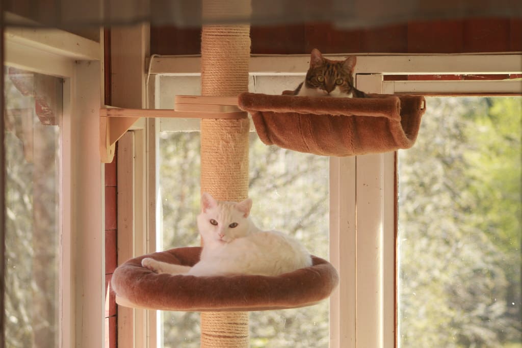 cats on catio