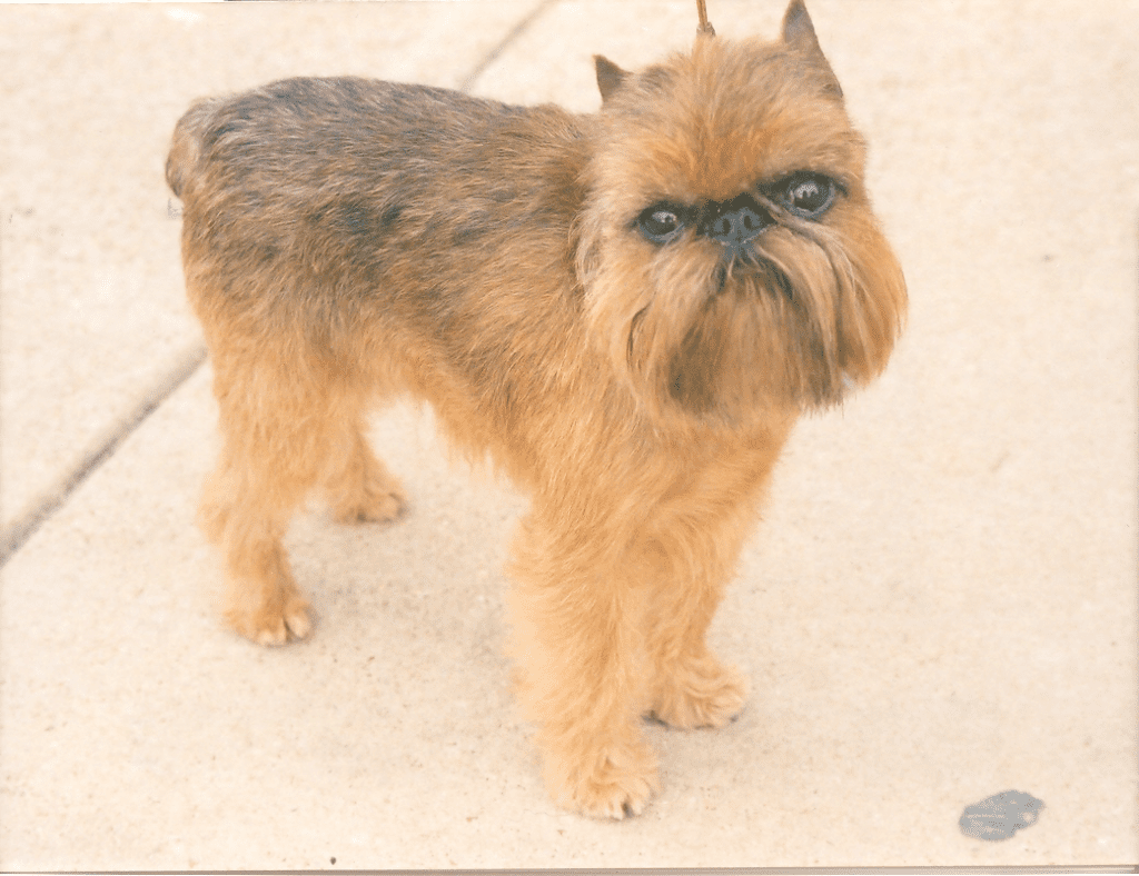 Brussels Griffon Rembrant