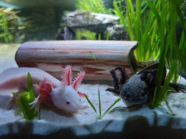 a couple of axolotls that are in some water