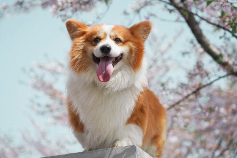 long-coated white and tan dog