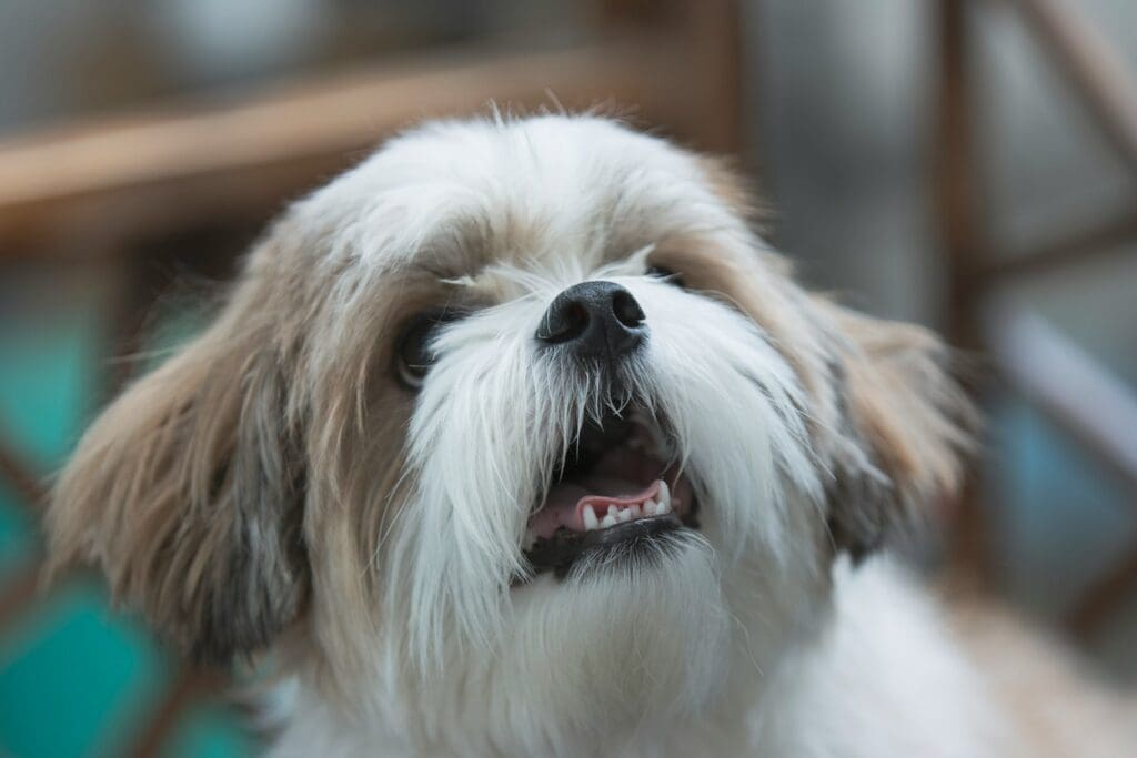 a shih tzu with its mouth open