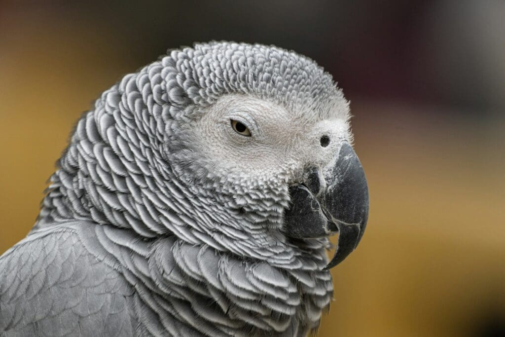 a close up of a parrot with a blurry background