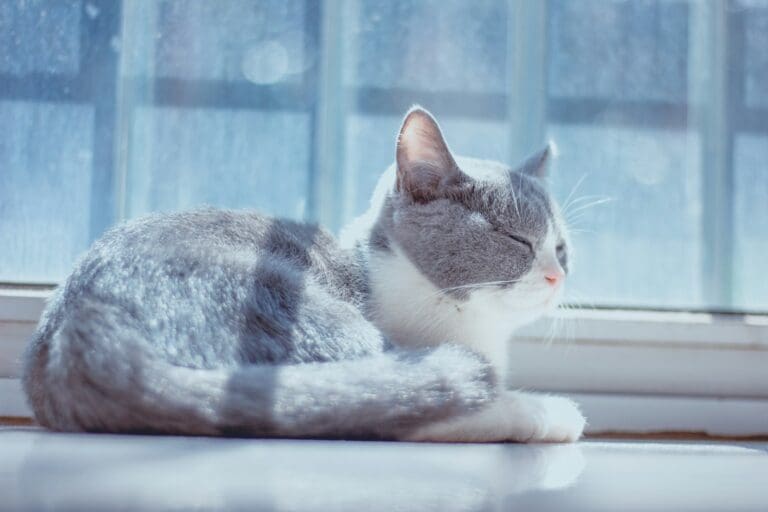 white and gray cat lying on white floor