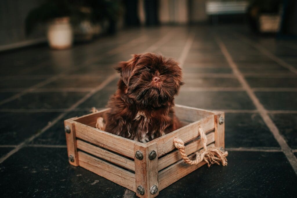 brown long coated small dog on brown wooden crate