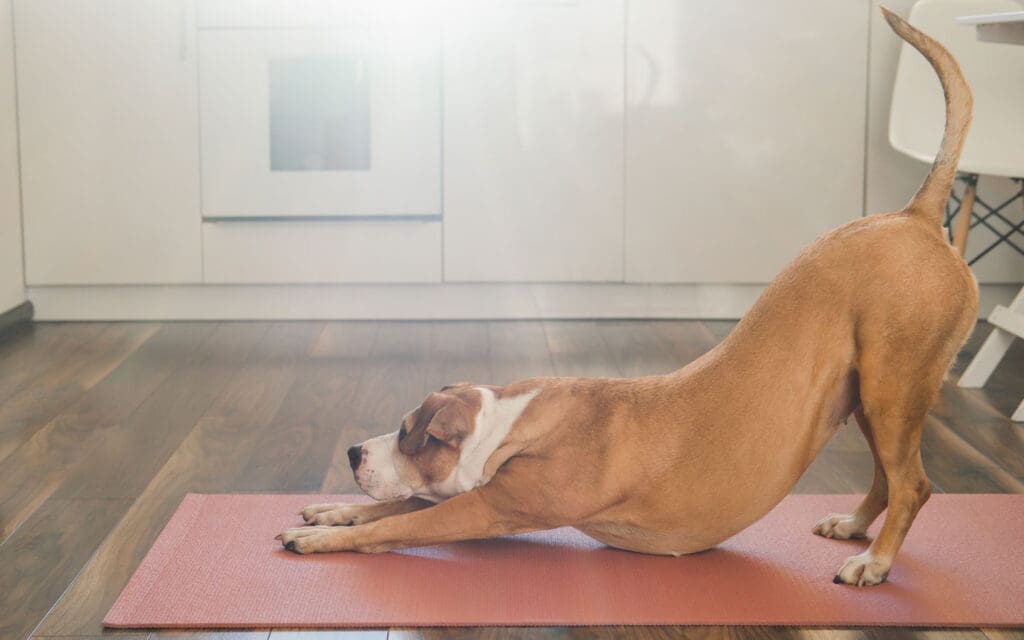 Dog stretching on a yoga mat