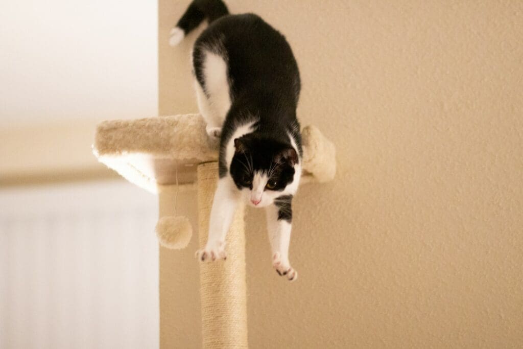 a black and white cat standing on top of a scratching post