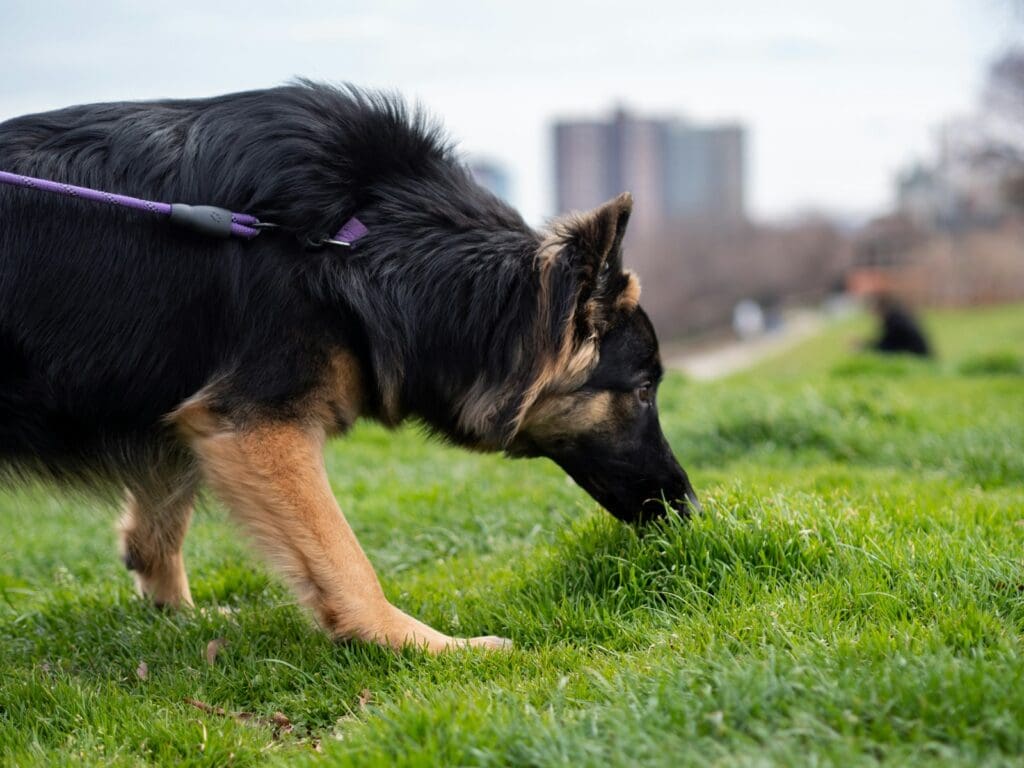 a black and brown dog sniffing the grass