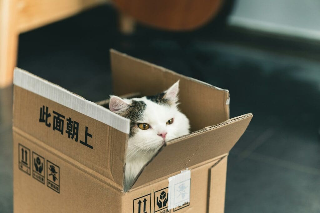 tuxedo cat in brown cardboard box