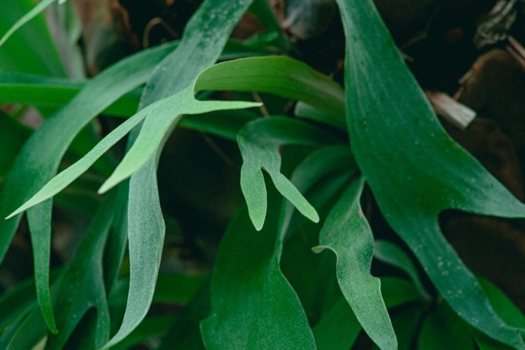 green leaf plant during daytime