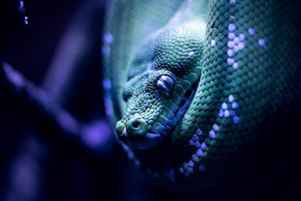 green snake in close up photography