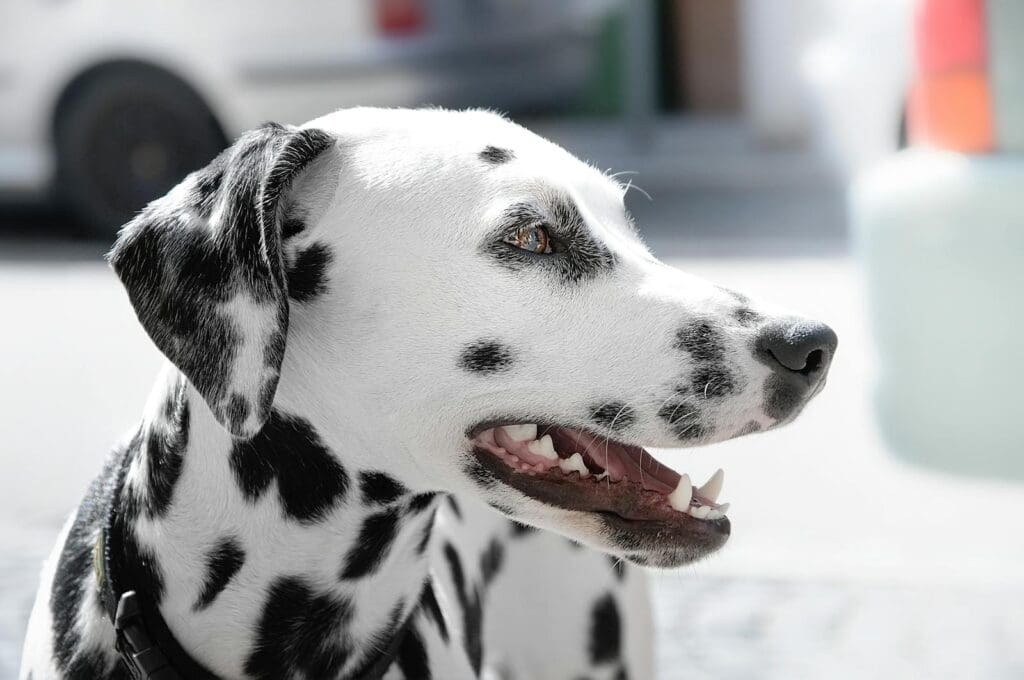 Charming dalmatian dog with open mouth posing outside. Ideal pet portrait.