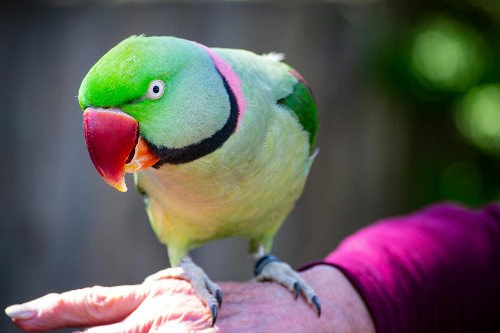 A colorful parakeet with a vibrant green and pink feathers perched on a hand outdoors.