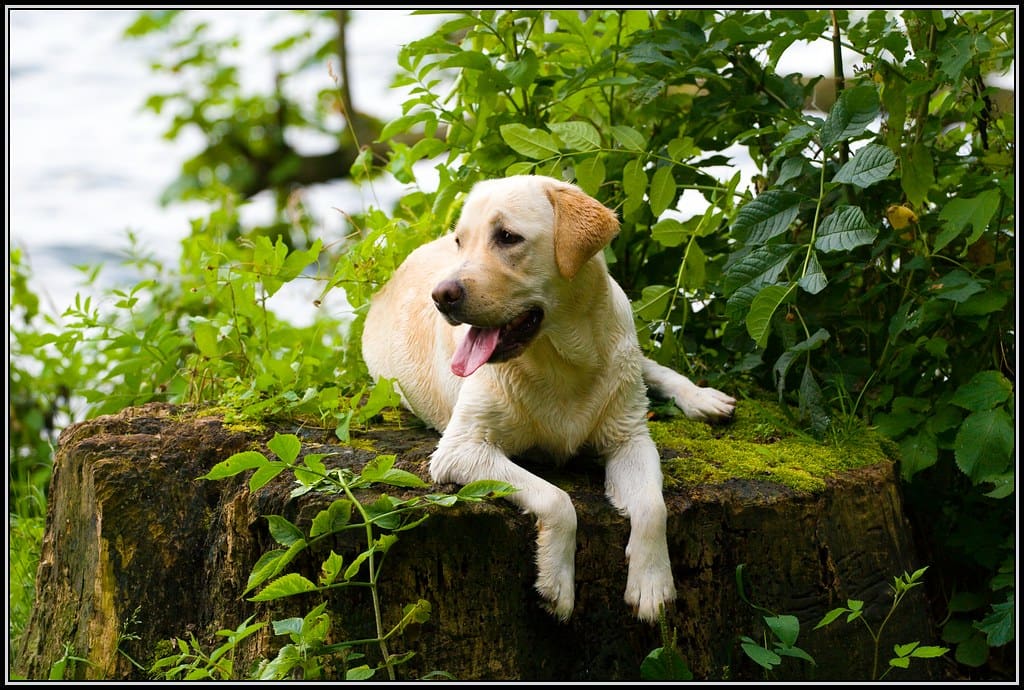 Labrador Finja