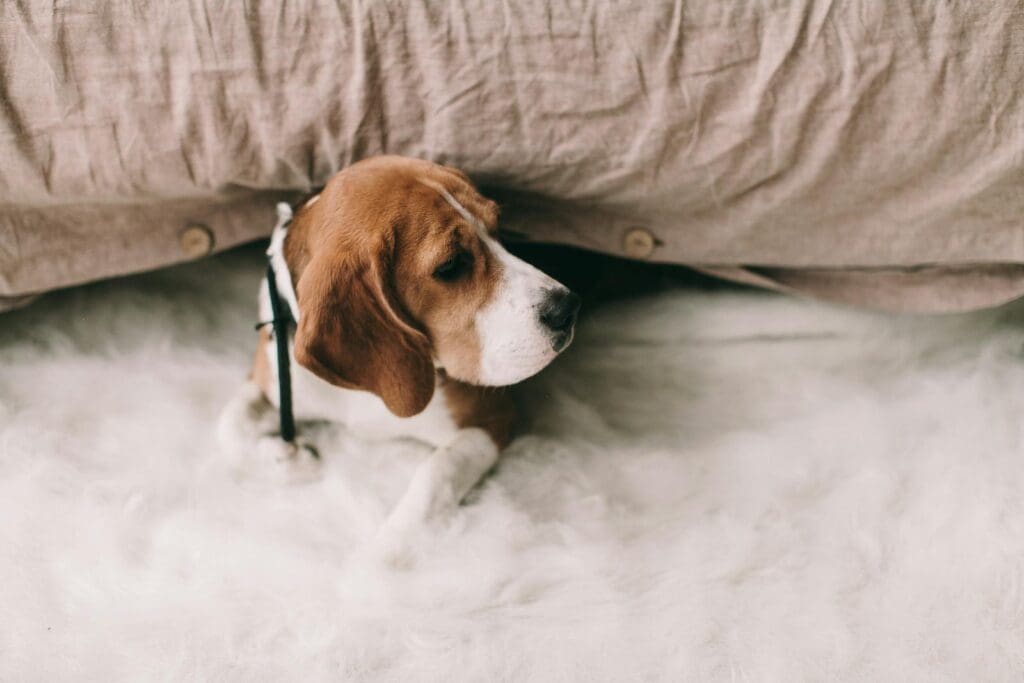 Cute beagle puppy lying on a fluffy white carpet, enjoying a cozy indoor setting.