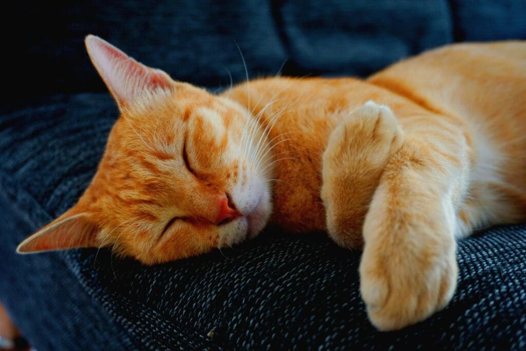 A cozy ginger tabby cat peacefully sleeping on a dark blue sofa indoors.