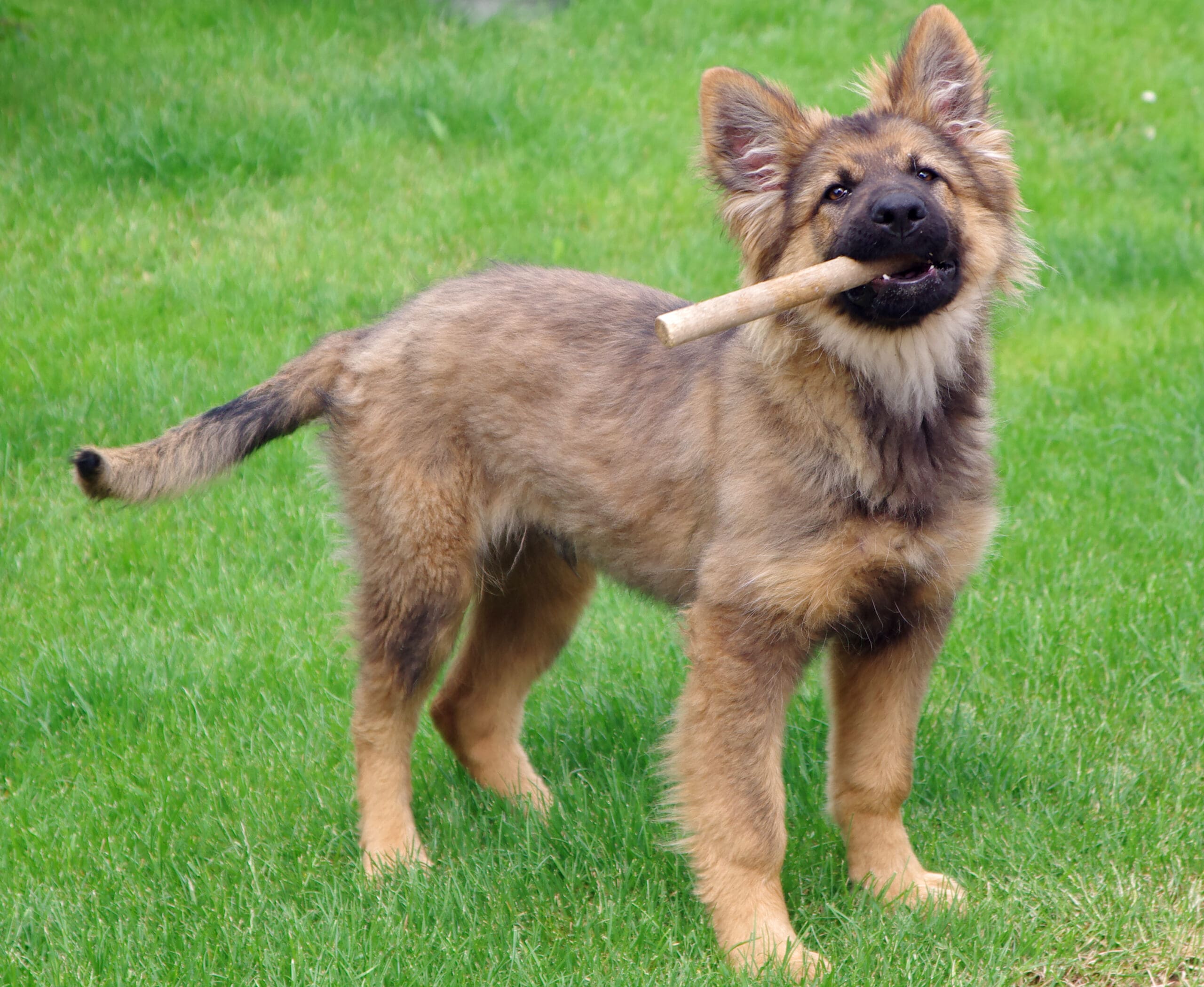 German Shepard
