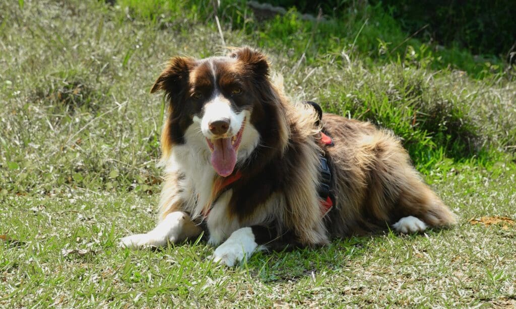 A joyful Border Collie relaxing on a sunny grassy field with a playful expression.