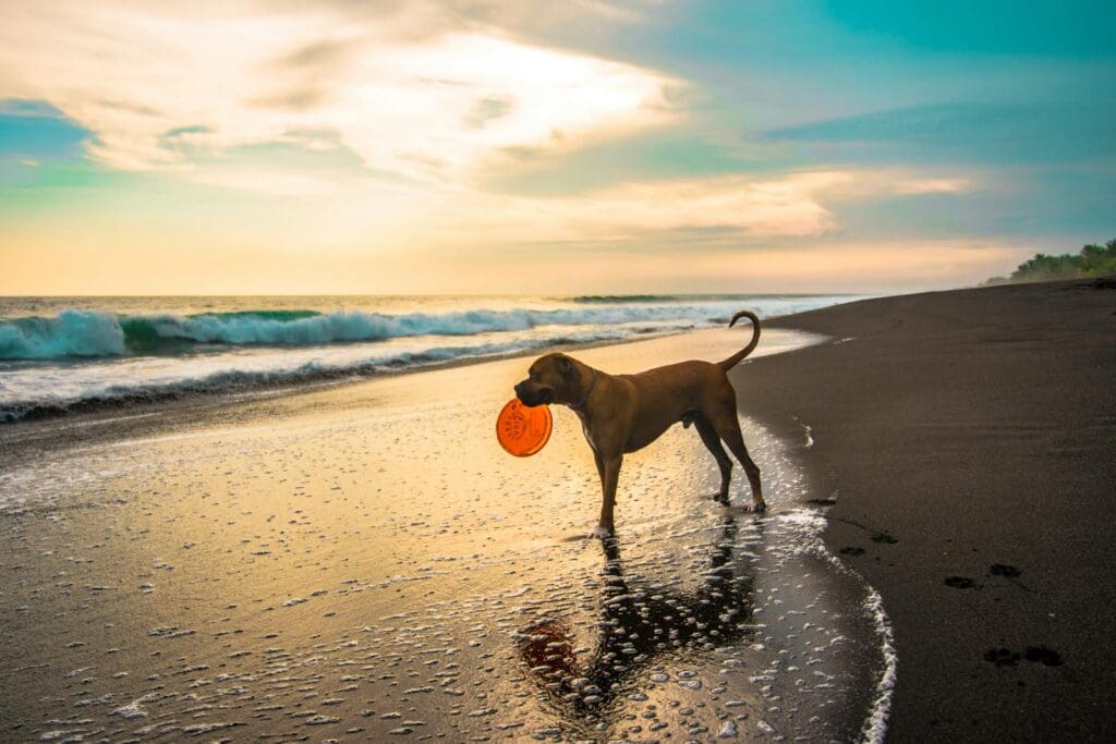 A dog enjoys a game of fetch on a serene beach during sunset, capturing the essence of playfulness and nature.