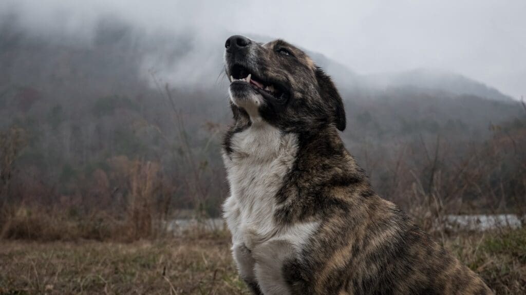 A dog sits in a misty field in Chattanooga, looking up with a serene expression.