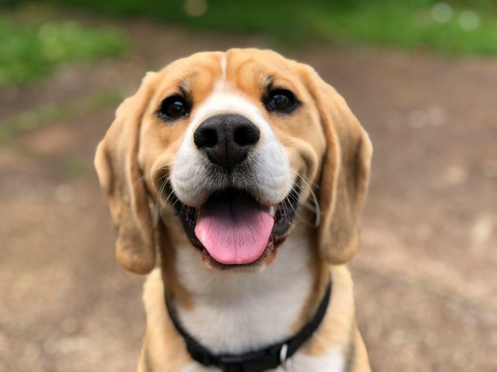 beagle