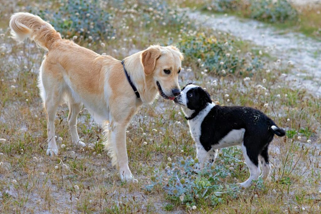 Hundebekanntschaft