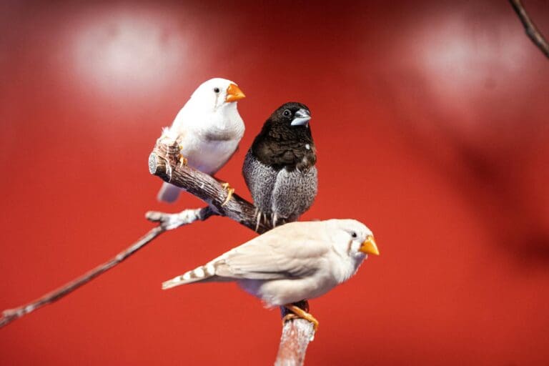 Fly Bird Owner Top 10 Reasons Owning a Bird Will Change Your Life Forever - Pet Hub USA