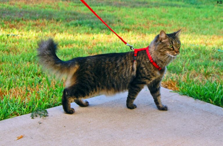 File:Cat harness and leash