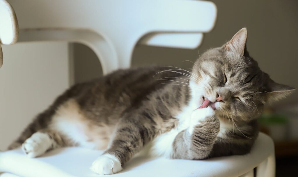 Adorable tabby cat licking its paw while lounging on a white chair indoors.