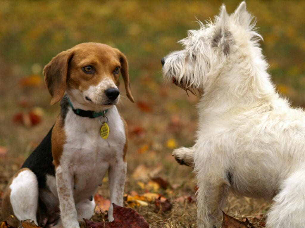 Two playful dogs, a Beagle and West Highland Terrier, among colorful autumn leaves.