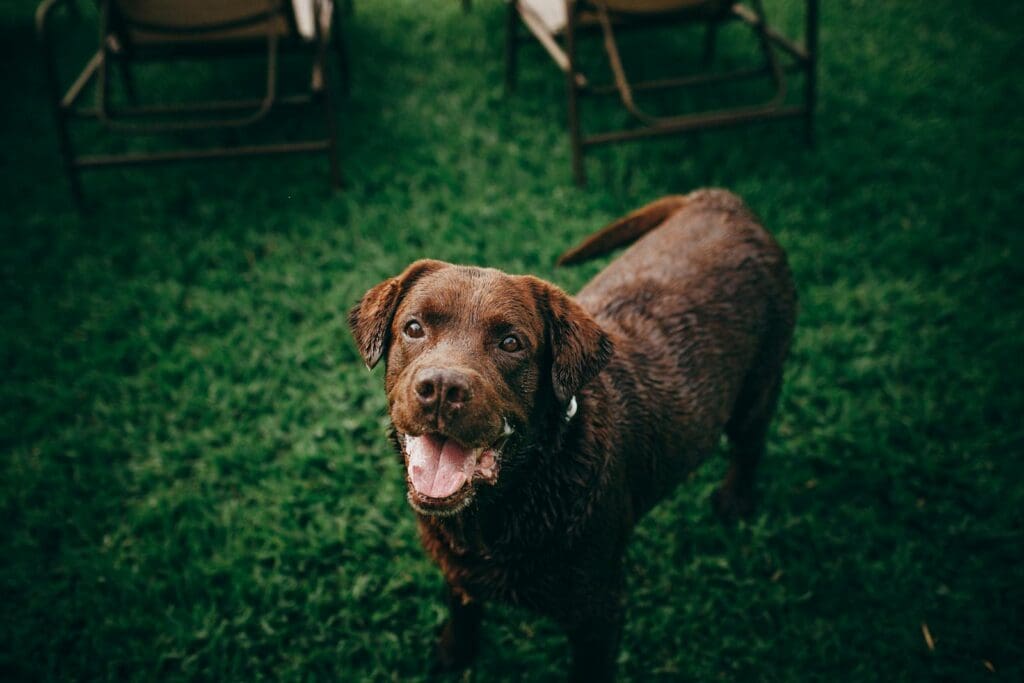 A joyful chocolate Labrador retriever playing outdoors on a green lawn.