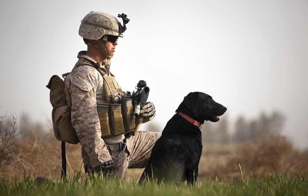 Dogs of war: Friends and saviors of Marines in Afghanistan [Image 5 of 9]