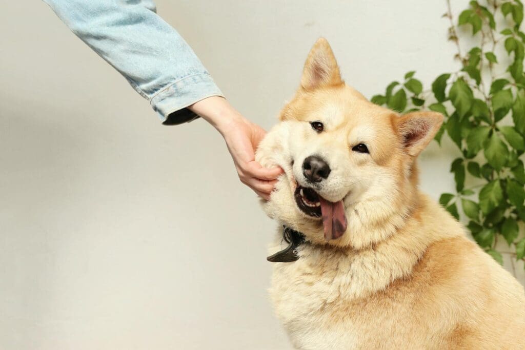 A happy dog being playfully pet indoors by a person. The dog looks joyful and friendly.