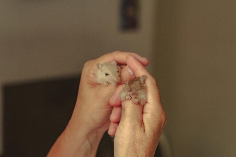 Close-up of two adorable baby hamsters cradled in human hands.