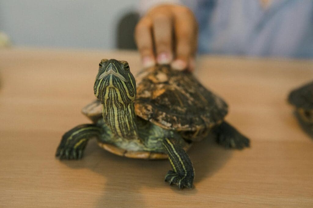 A close-up view of a red-eared slider turtle being gently touched by a human hand on a wooden surface.