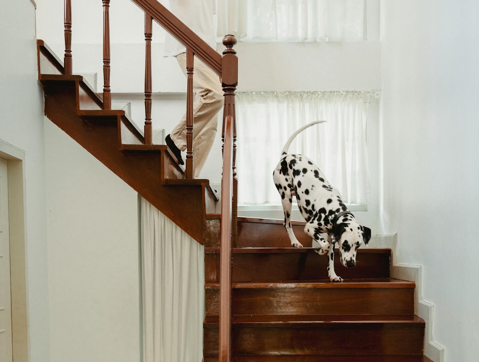 Snapshot of Dogs Cold Weather Exercise Ideas