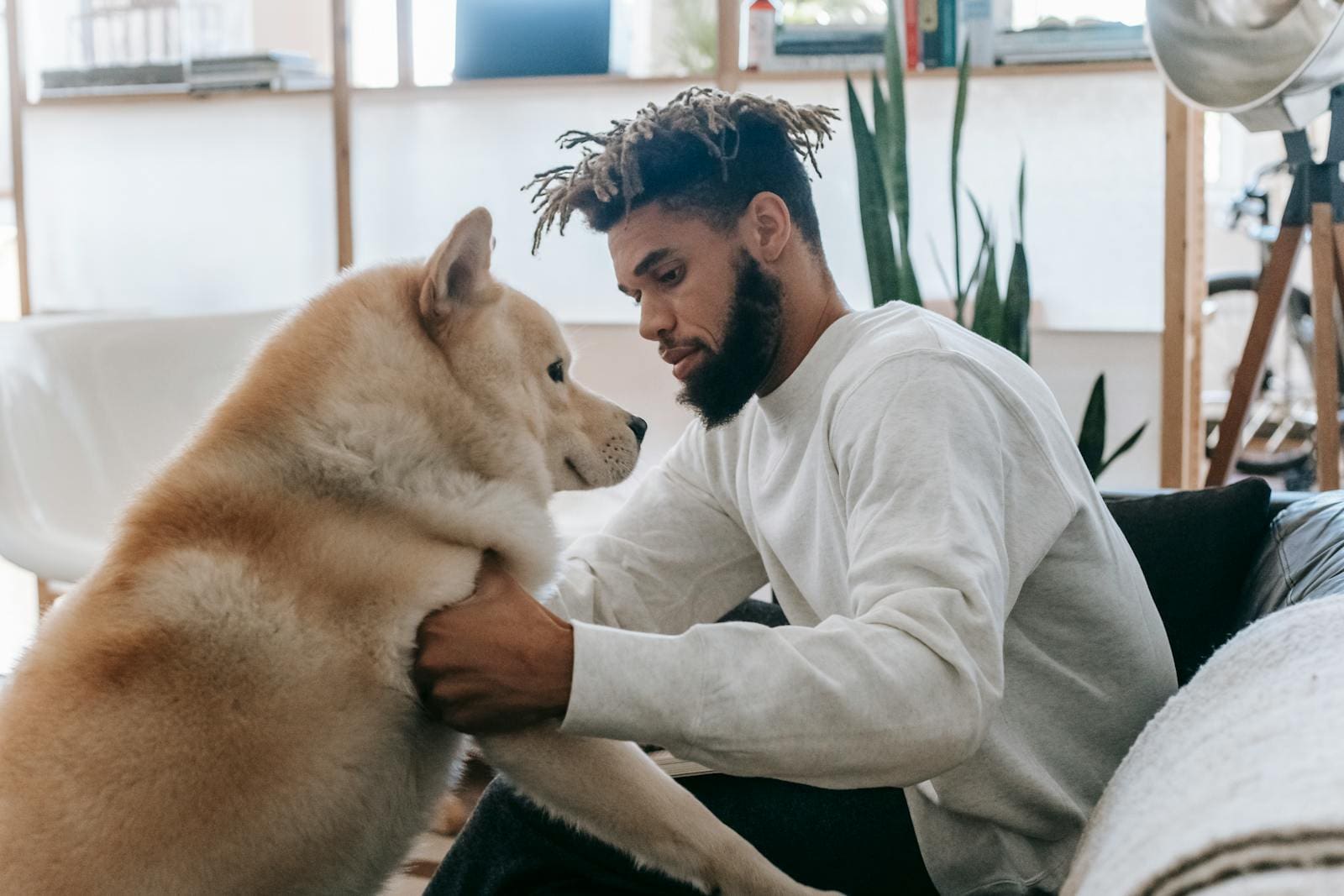 Cold Weather Activities to Keep Your Dog Healthy and Happy - Pet Hub USA - Dogs Cold Weather Exercise Ideas