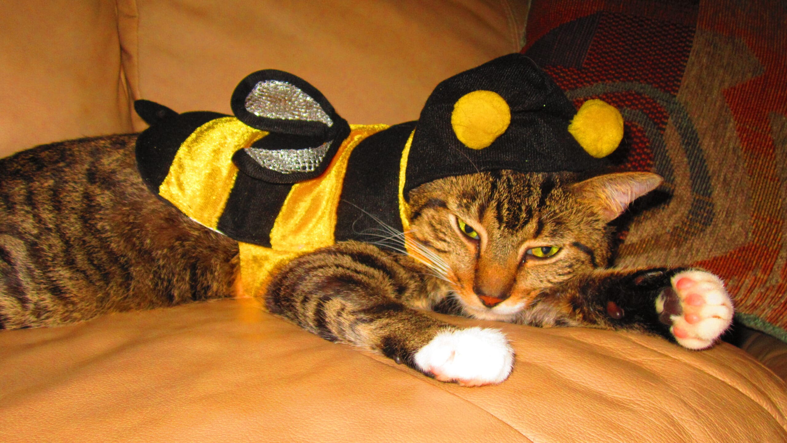 Bumblebee Cat Costume (8126573448)