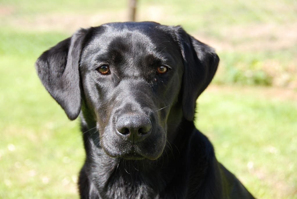 Jingle the Black Labrador