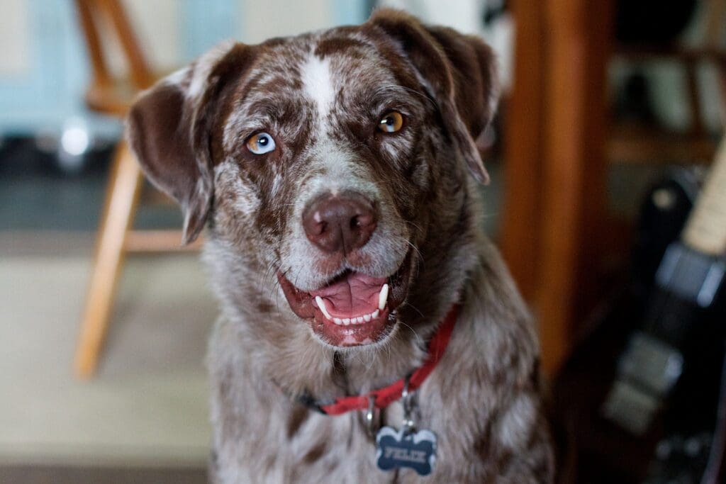 Felix the dog smiles into the camera.