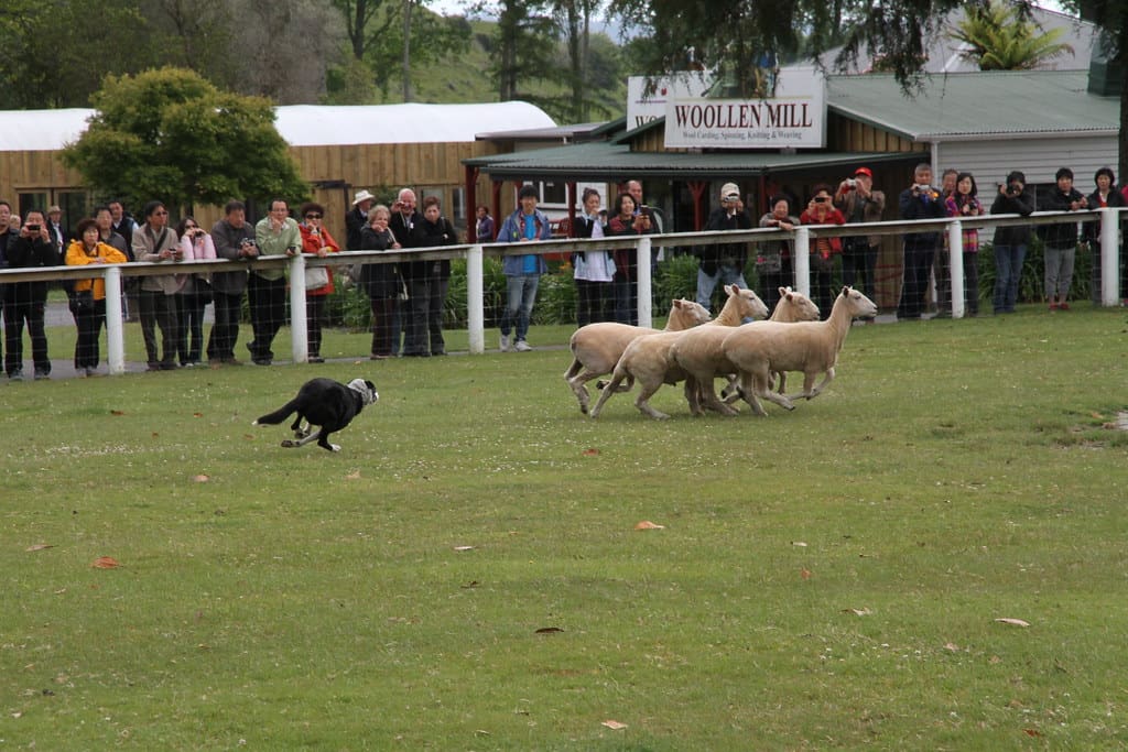 Dog herding sheep