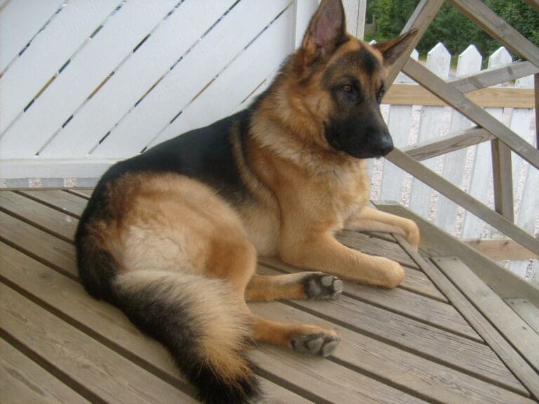 German Shepard Dog