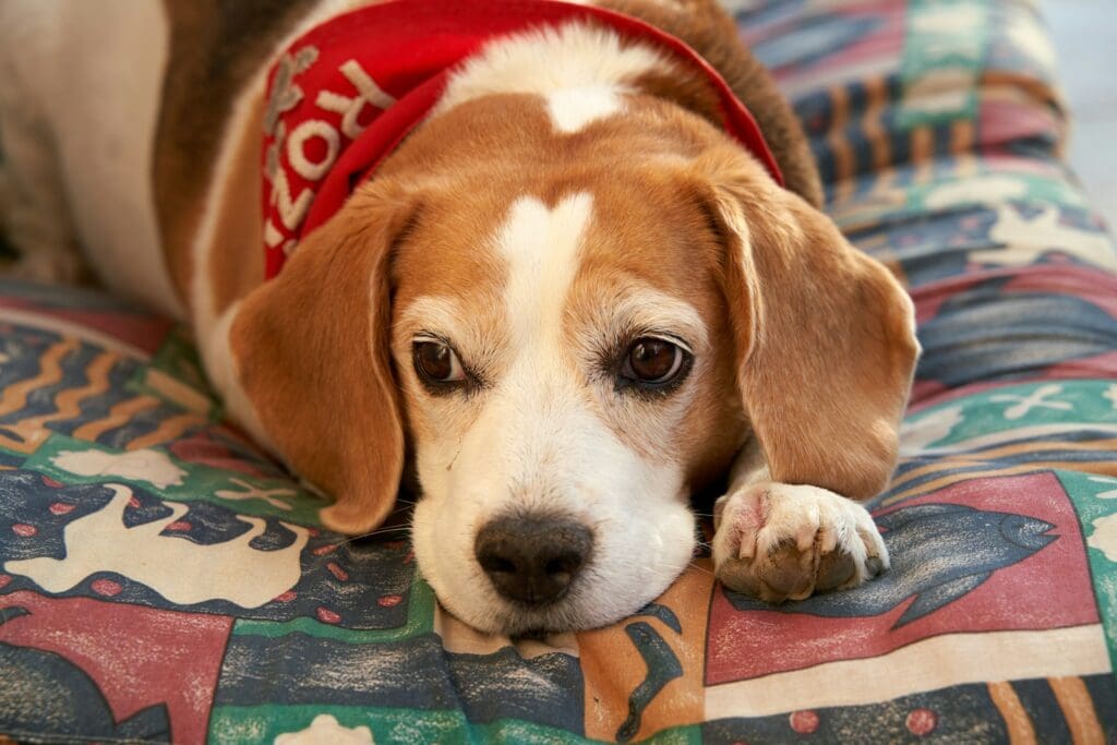 A brown and white dog laying on top of a couch