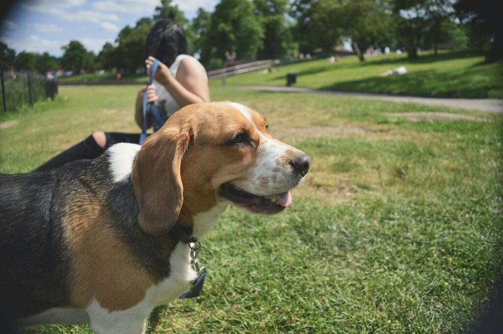 Beagle dog with owner enjoying a sunny day in a lush green park.