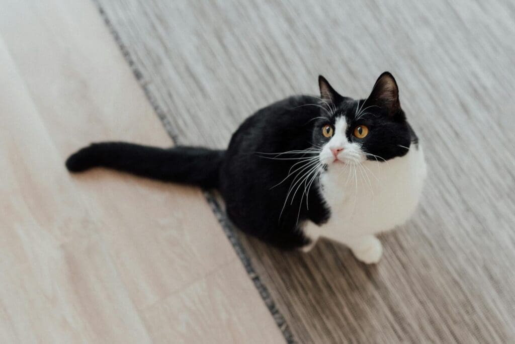 Adorable tuxedo cat sitting indoors with curious expression and bright eyes.