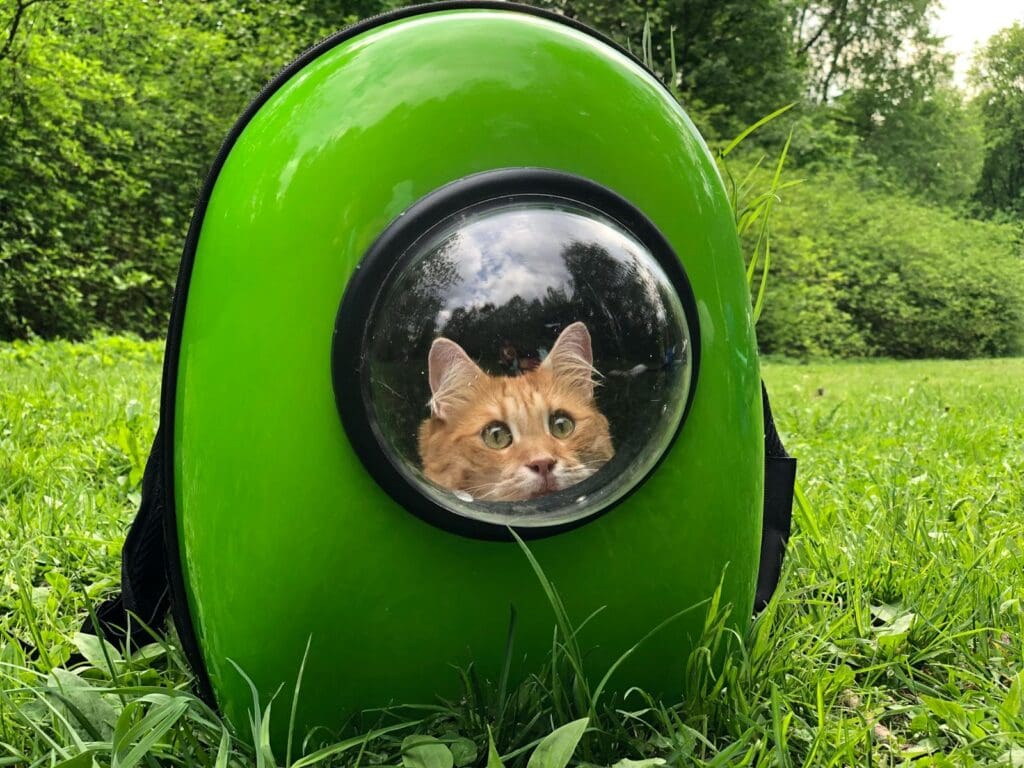 An orange tabby cat sits inside a green backpack, enjoying an outdoor adventure.